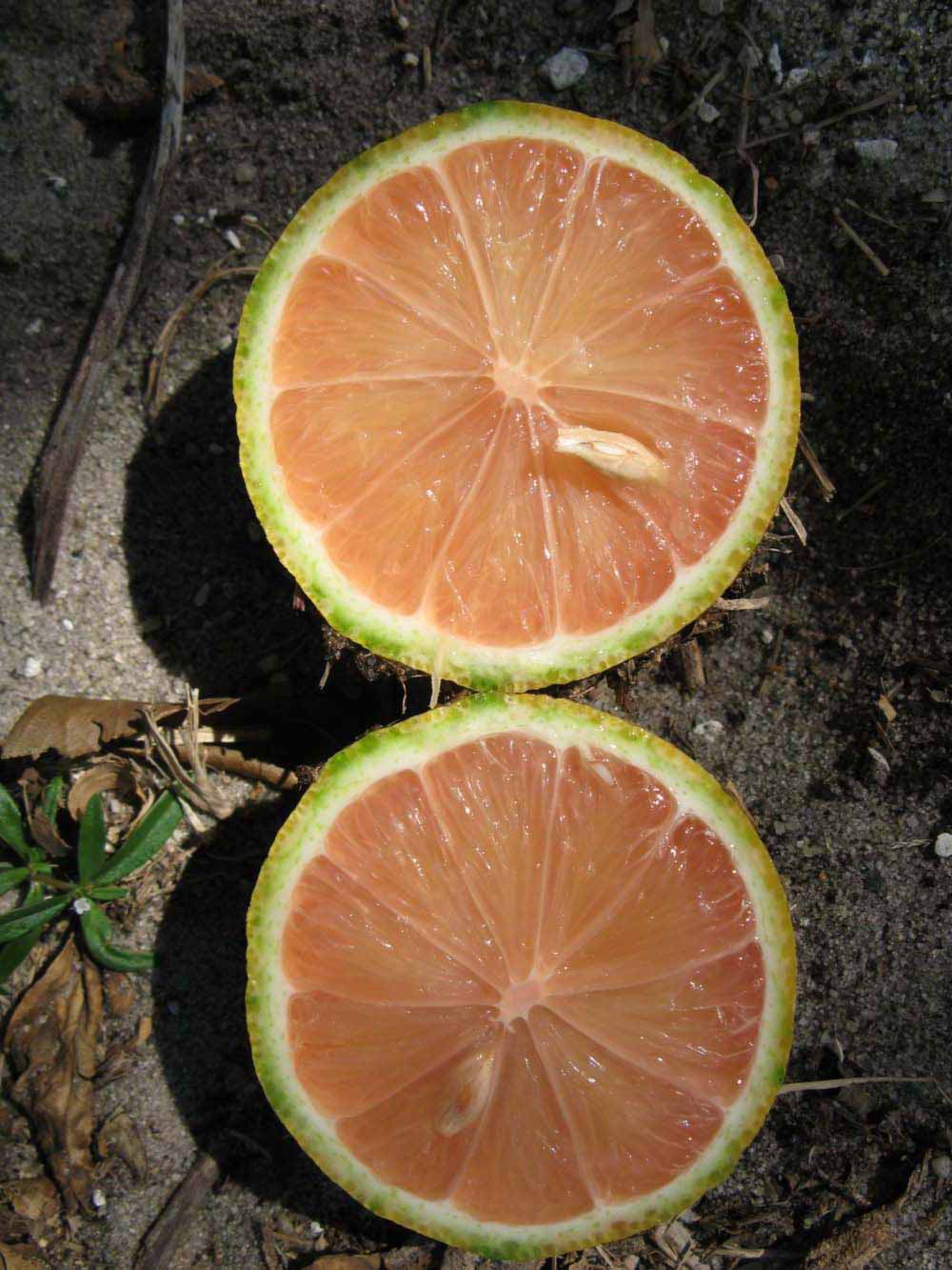            Fruit cross-section (Pink Variegated, Winter Haven, FL)   